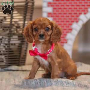 Maggie, Cavalier King Charles Spaniel Puppy